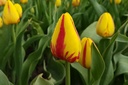 Tulipa Freedom Flame - BIO-1