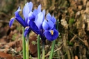 Iris reticulata Harmony - BIO-1