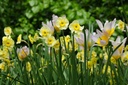 Narcissus Sundisc - BIO-1
