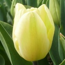 Tulipa Cream Flag - BIO-1
