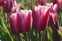 Tulipa Jefgenia-1