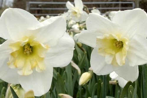 Narcissus Papillon Blanc - BIO-1