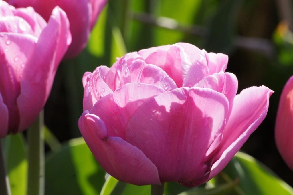 Tulipa Tabledance - BIO-1