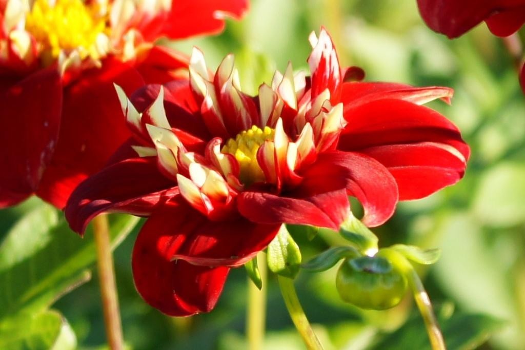 Dahlia Festivo - BIO-1