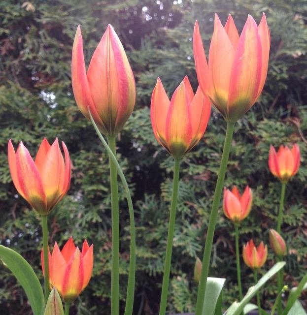 Tulipa Little Princess - BIO-1