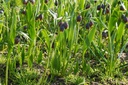 Fritillaria uva-vulpis - BIO-2