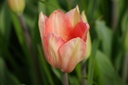 Tulipa Soft Design-2
