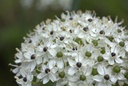 Allium nigrum - BIO-2