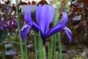 Iris reticulata Harmony - BIO-2