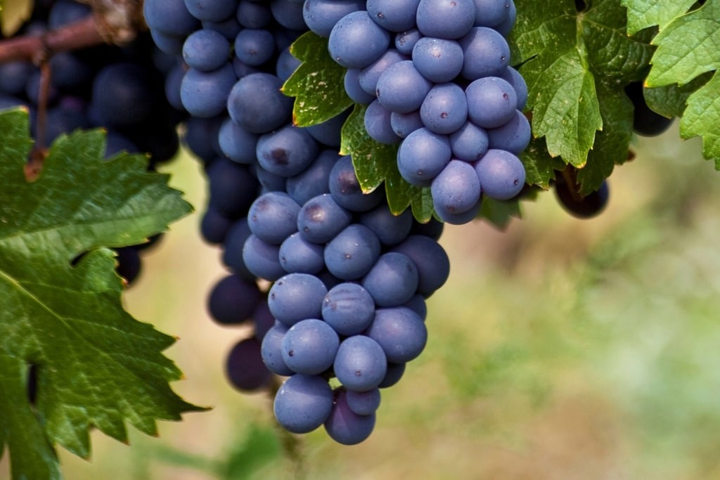 Vitis vinifera 'Boskoop  Blauwe druif (wijnstok) - BIO-2