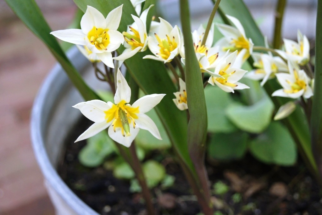 Tulipa Turkestanica - BIO-2