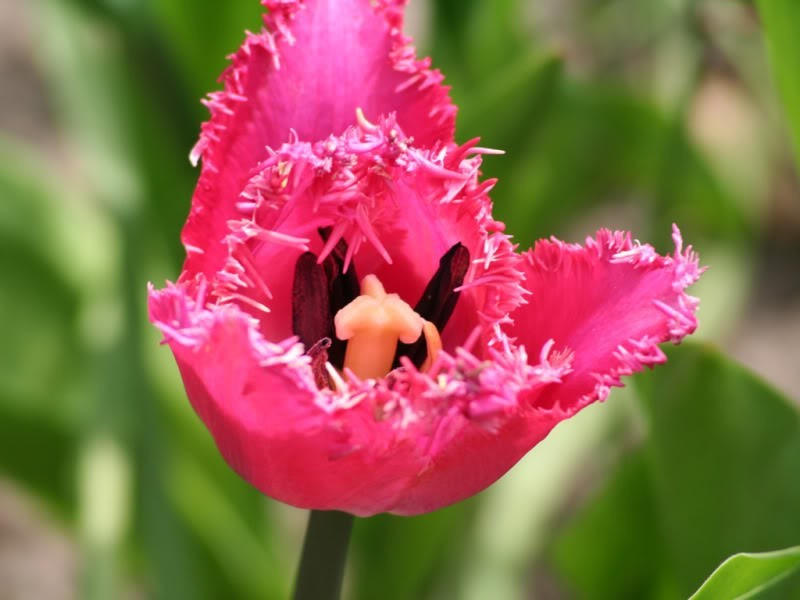 Tulipa Katie Melua-3