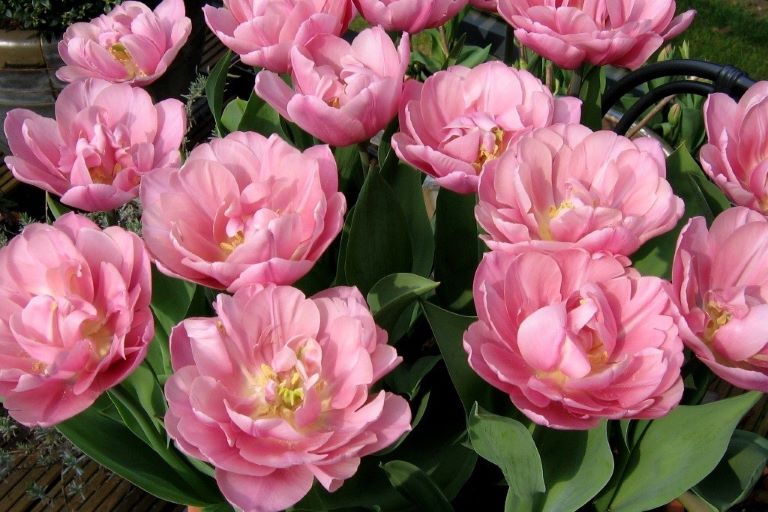 Tulipa Tabledance - BIO-3