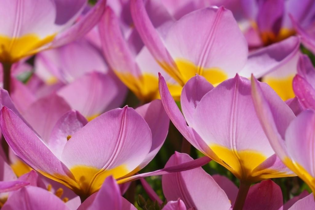 Tulipa Lilac Wonder - BIO-3