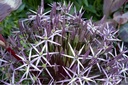 Allium Christophii - BIO