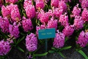 Hyacint Pink Pearl - BIO
