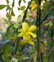 Jasminum nudiflorum - BIO