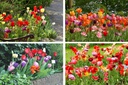 Tulipa Mix - BIO 