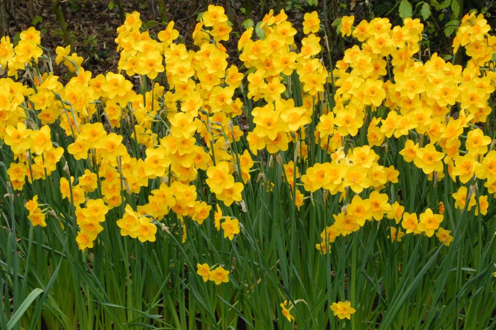 Narcissus Garden Opera - BIO