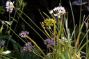 Allium Mix - BIO