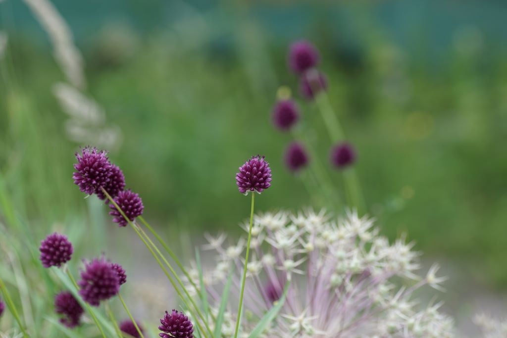 Allium Sphaerocephalon - BIO