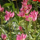 Tulipa Tiny Timo - BIO