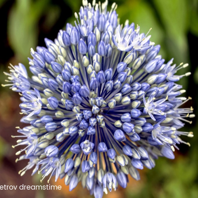 Allium Azureum - BIO