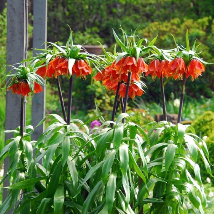 Fritillaria imp. Rubra - BIO