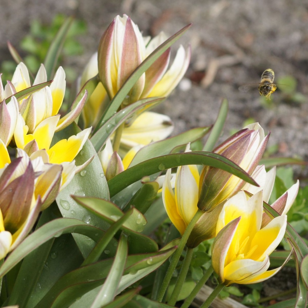 Tulipa Tarda - BIO