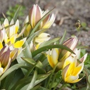 Tulipa Tarda - BIO