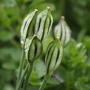 Tulipa Tarda - BIO