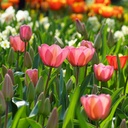 Tulipa Pink Impression - BIO