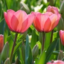 Tulipa Pink Impression - BIO