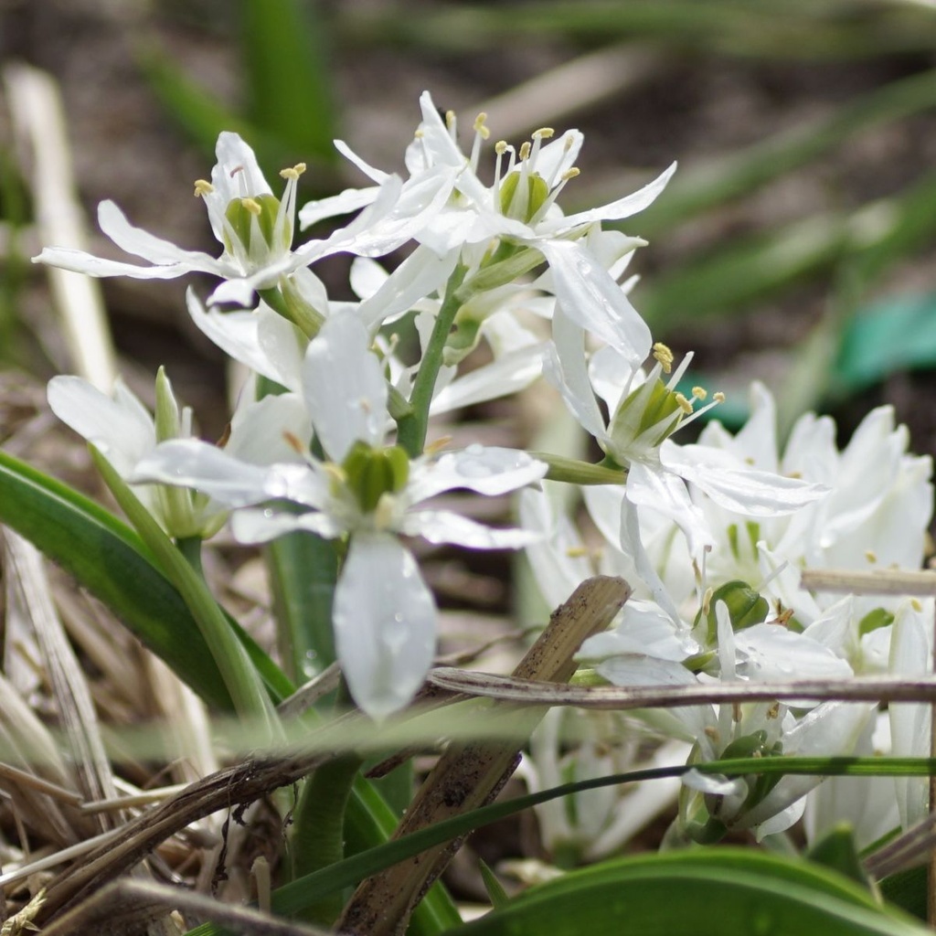 Ornithogalum White Trophy - BIO