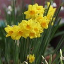 Narcis Garden Opera - BIO