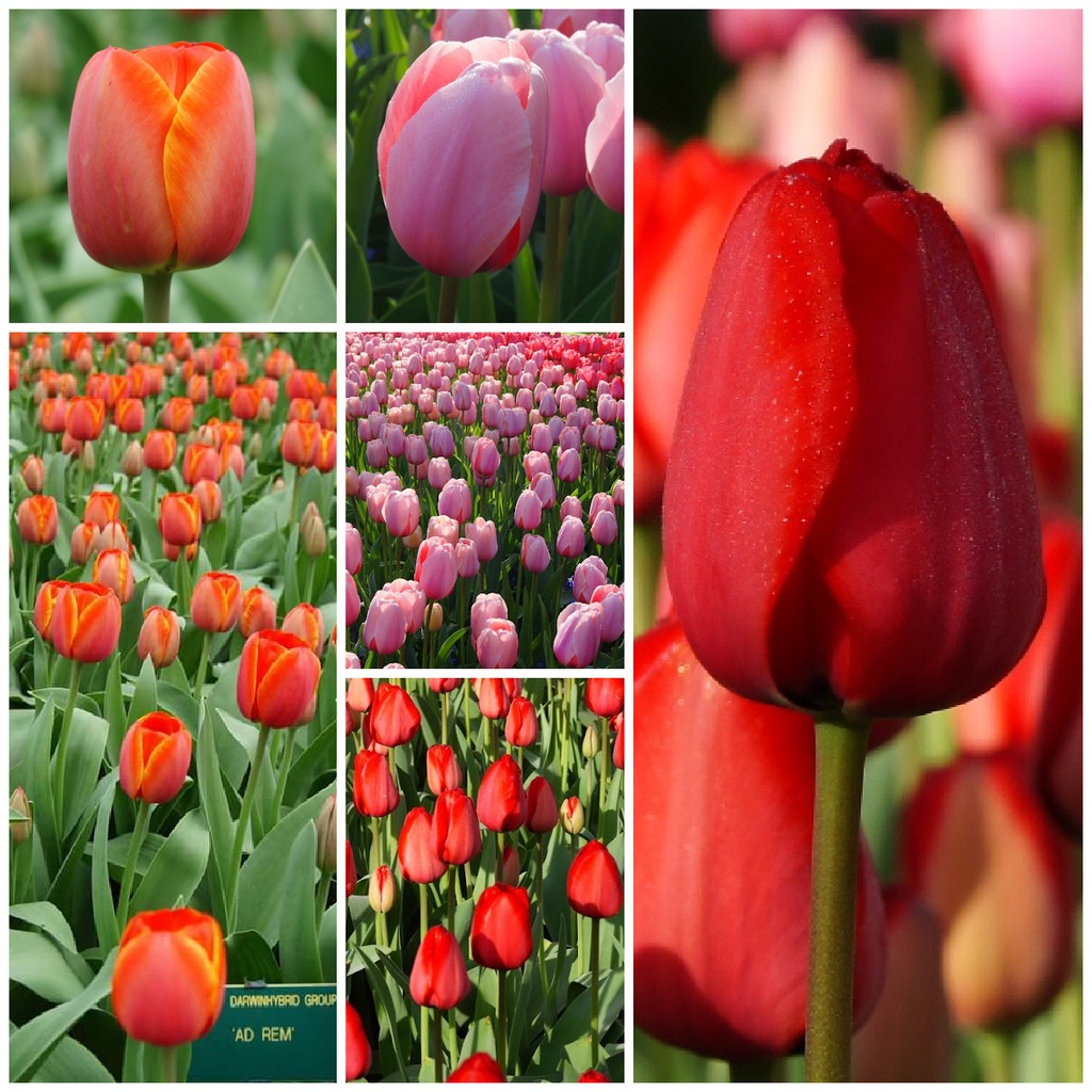 A1036-Tulipa-Mix-Velt 2026 (6 beelden).jpg