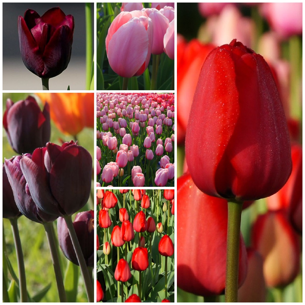 Tulipa Mix VELT - BIO
