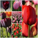 Tulipa Mix VELT - BIO