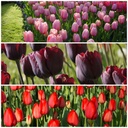 Tulipa Mix VELT - BIO