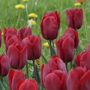 Tulipa Strong Love - BIO