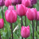 Tulipa Tineke vd Meer - BIO