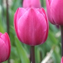 Tulipa Tineke vd Meer - BIO