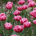 Tulipa Columbus - BIO