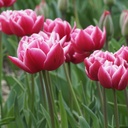Tulipa Columbus - BIO