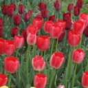 Tulipa Judith Leyster - BIO