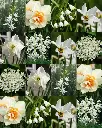 naturalbulbs mariekes bio mix.webp