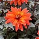 Dahlia-Dainty-Las (Preijde 19-66).webp