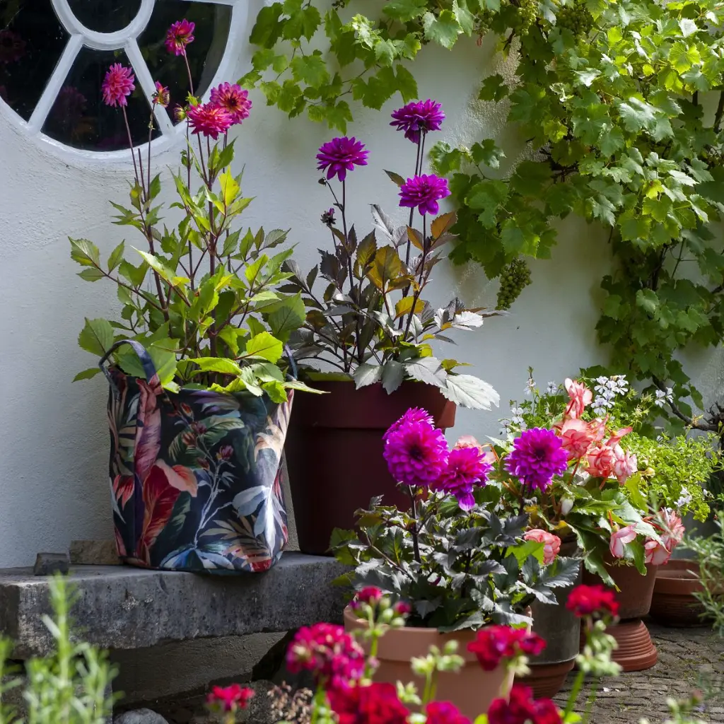 Dahlia-(ibulb 249213).webp