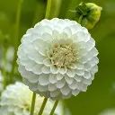 Dahlia-ball-white (ibulb 242374).webp