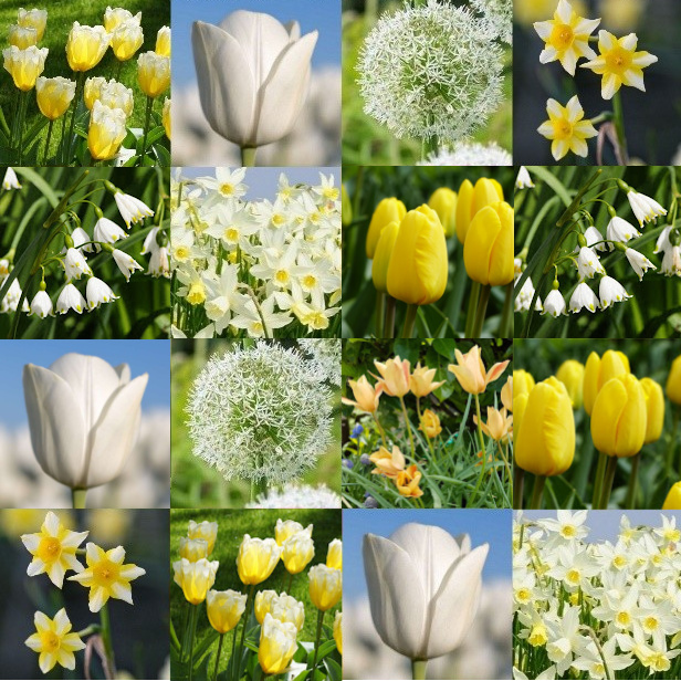 Collage_ Marieke's_Bio_Bollen2 copy 3.jpg